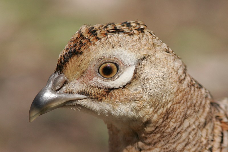 Fasaani Phasianus colchicus