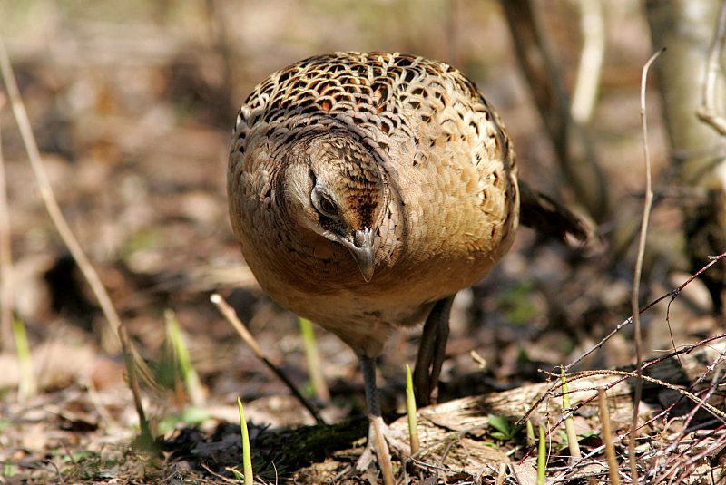 Fasaani Phasianus colchicus