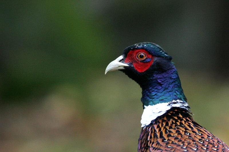 Fasaani Phasianus colchicus