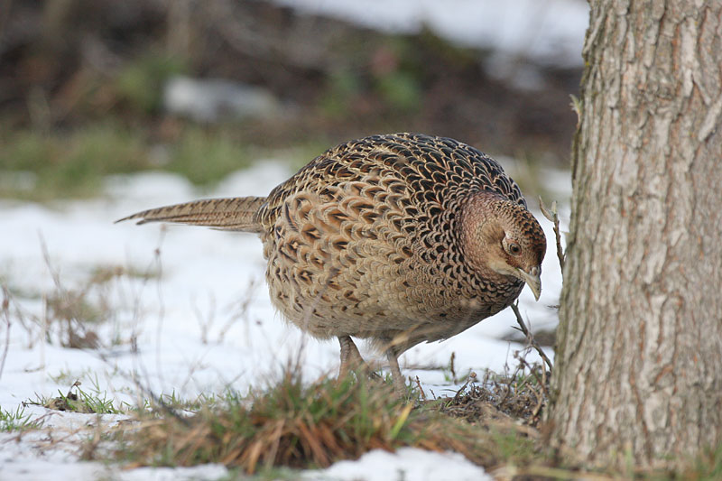 Fasaani Phasianus colchicus