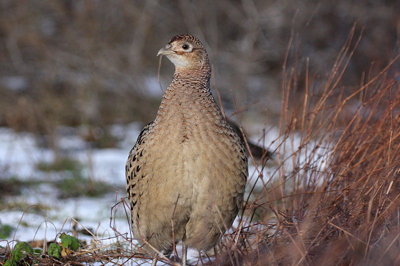 Fasaani Phasianus colchicus