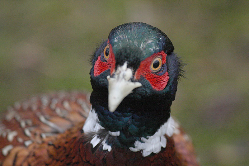 Fasaani Phasianus colchicus