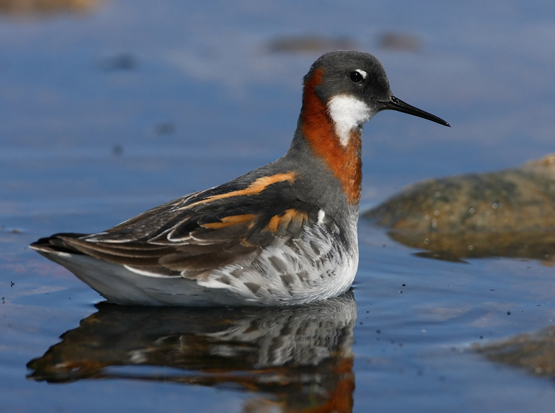 Vesip��sky Red-necked Phalarope (Phalaropus lobatus)