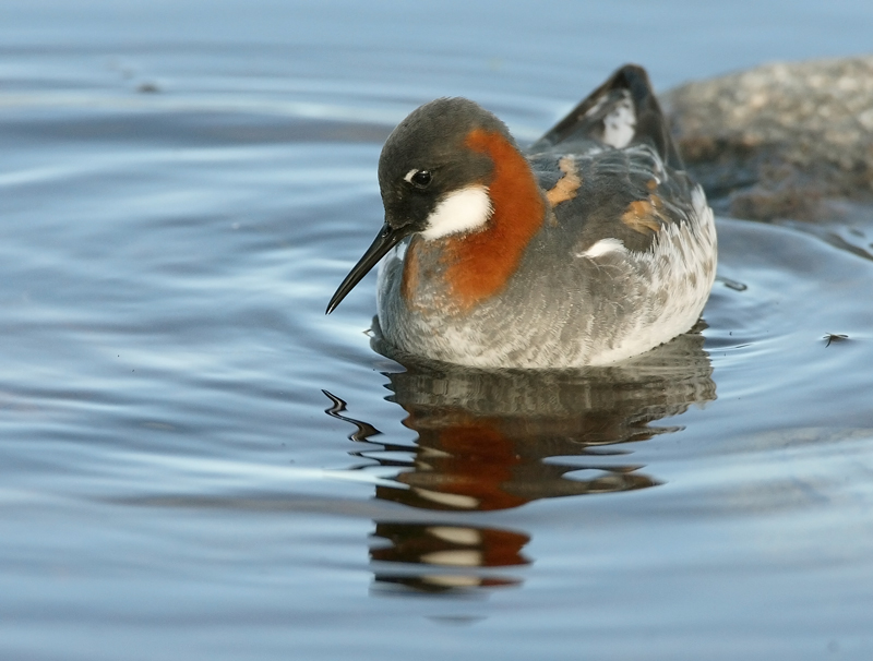 Vesip��sky Red-necked Phalarope (Phalaropus lobatus)