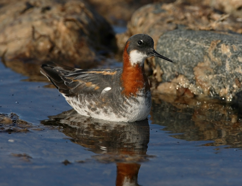 Vesip��sky Red-necked Phalarope (Phalaropus lobatus)