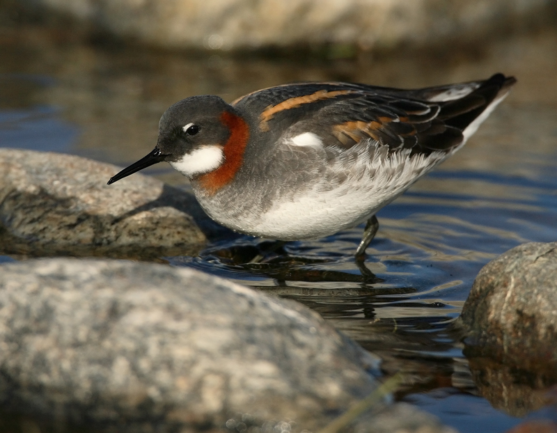Vesip��sky Red-necked Phalarope (Phalaropus lobatus)