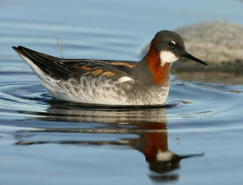 Vesip��sky Red-necked Phalarope (Phalaropus lobatus)