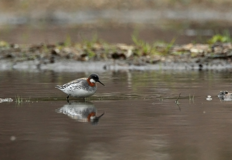Vesip��sky Red-necked Phalarope (Phalaropus lobatus)