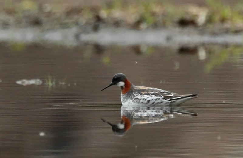 Vesip��sky Red-necked Phalarope (Phalaropus lobatus)