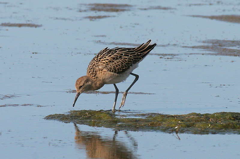 Suokukko Philomachus pugnax