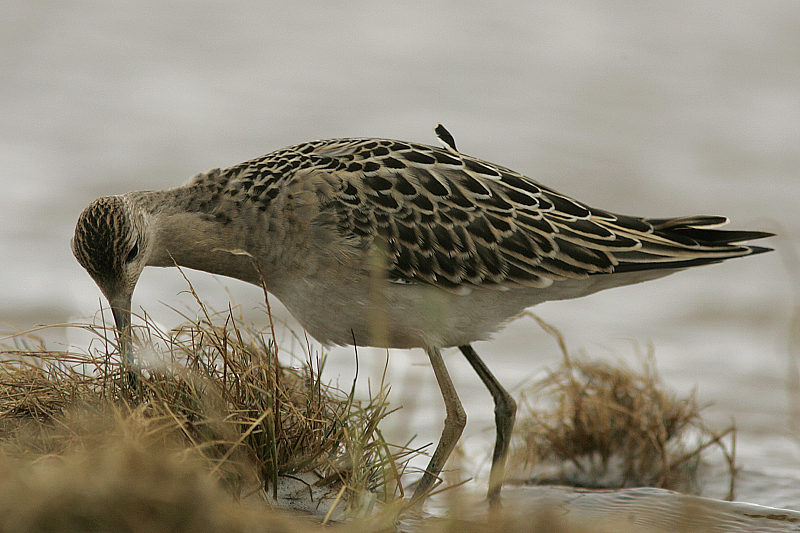Suokukko Philomachus pugnax