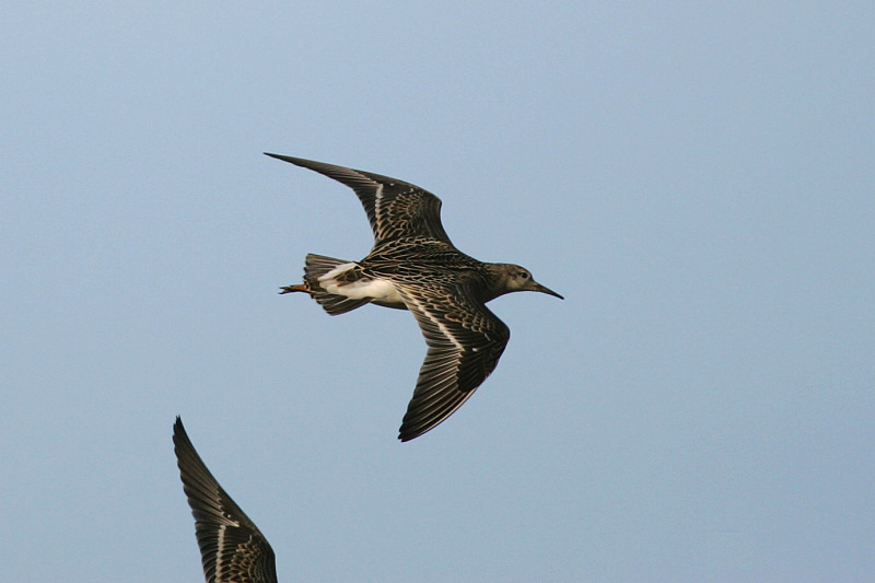 Suokukko Philomachus pugnax