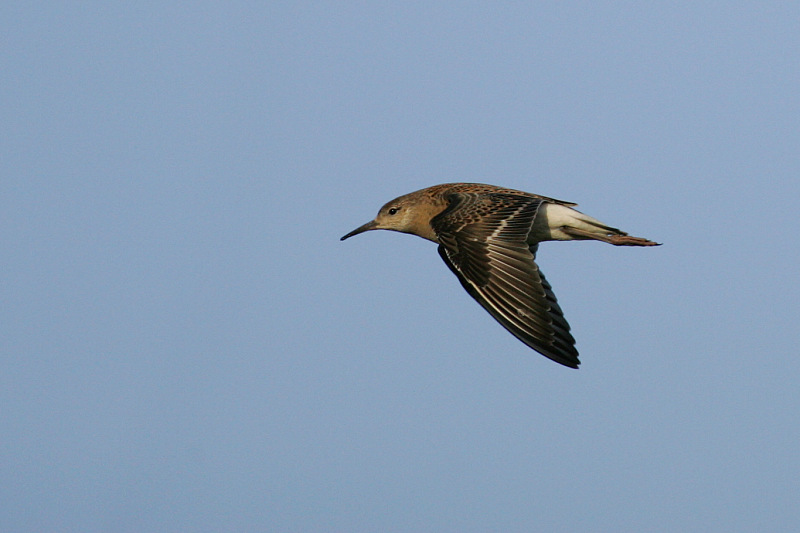Suokukko Philomachus pugnax