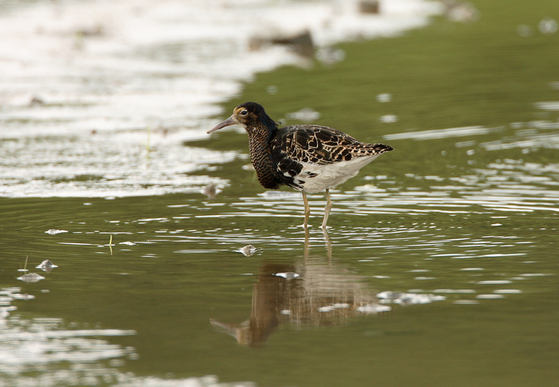Suokukko Ruff (Philomachus pugnax)