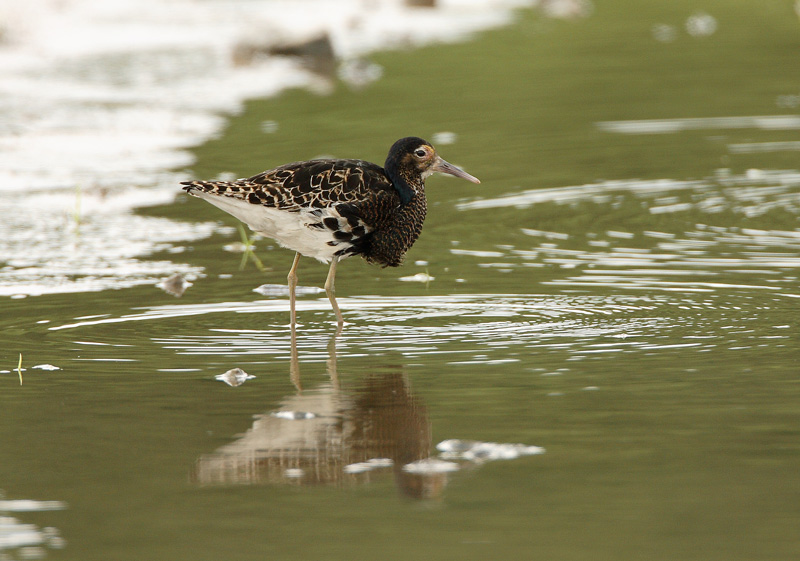 Suokukko Ruff (Philomachus pugnax)