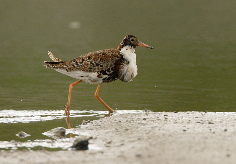 Suokukko Ruff (Philomachus pugnax)