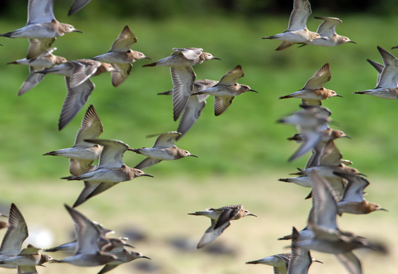 Suokukko Ruff (Philomachus pugnax)