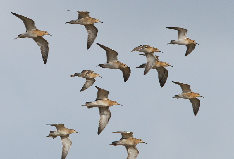 Suokukko Ruff (Philomachus pugnax)