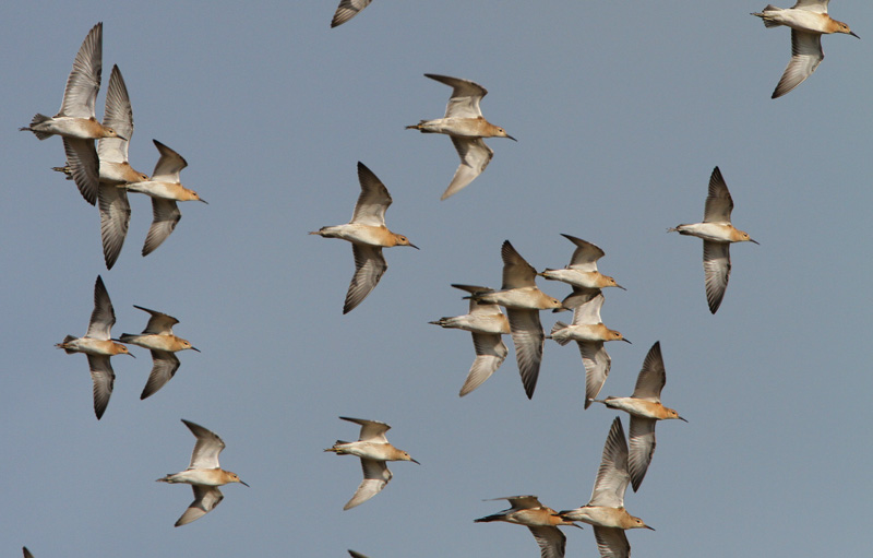 Suokukko Ruff (Philomachus pugnax)