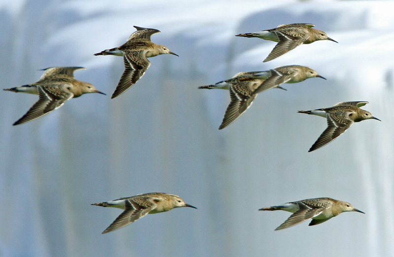 Suokukko Ruff (Philomachus pugnax)