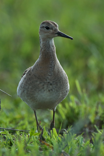 Suokukko Philomachus pugnax