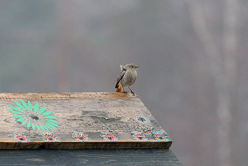 Mustalepp�lintu Phoenicurus ochruros