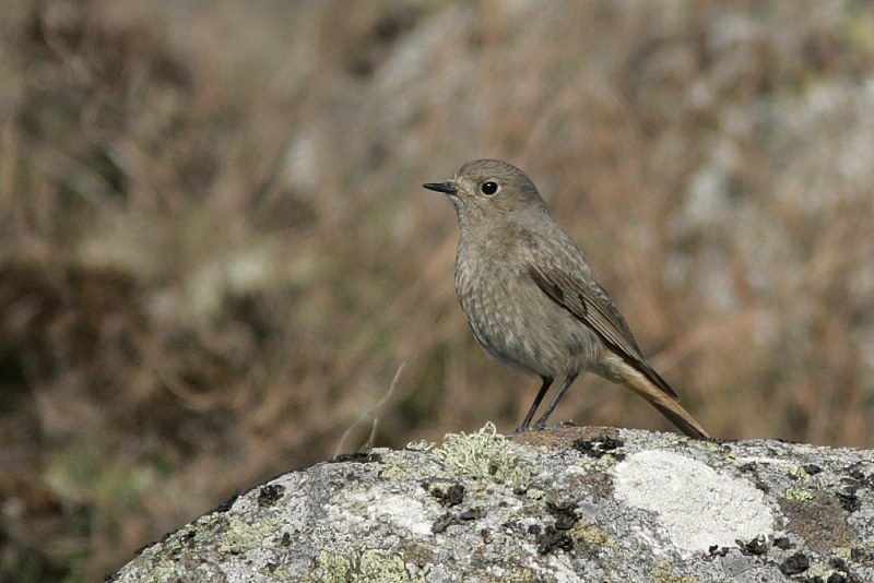 Mustalepp�lintu Phoenicurus ochruros