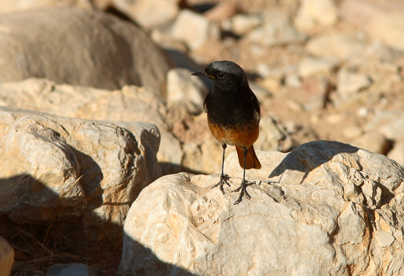 Mustalepp�lintu Phoenicurus ochruros semirufus