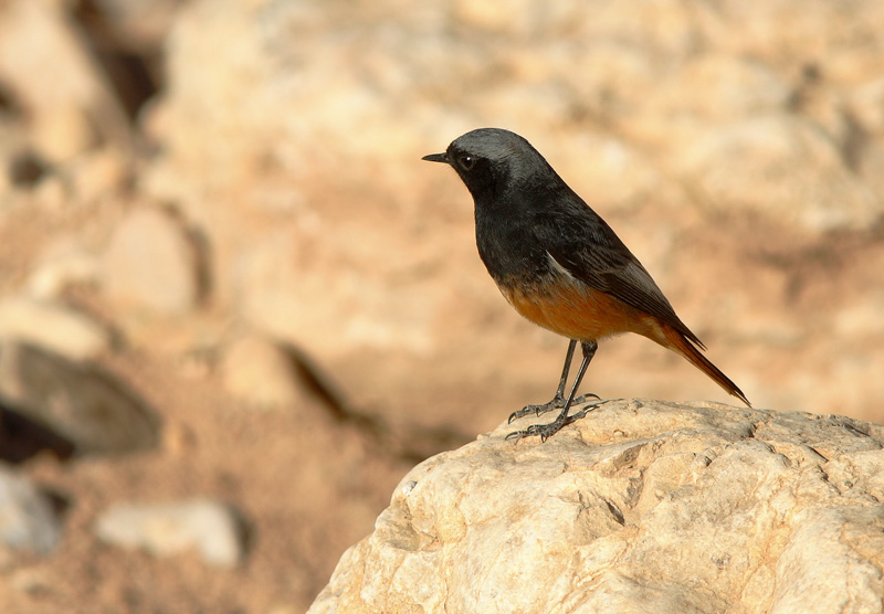 Mustalepp�lintu Phoenicurus ochruros semirufus