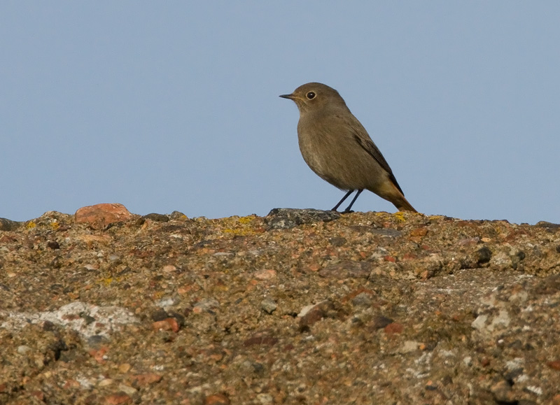 Mustalepp�lintu Phoenicurus ochruros