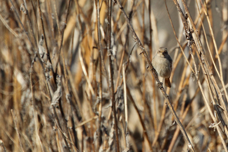 Mustalepp�lintu Phoenicurus ochruros