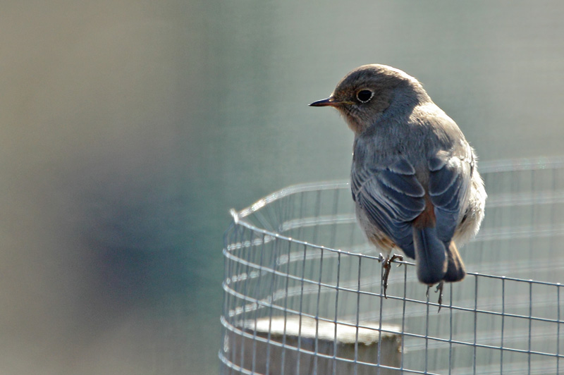 Mustalepp�lintu Phoenicurus ochruros