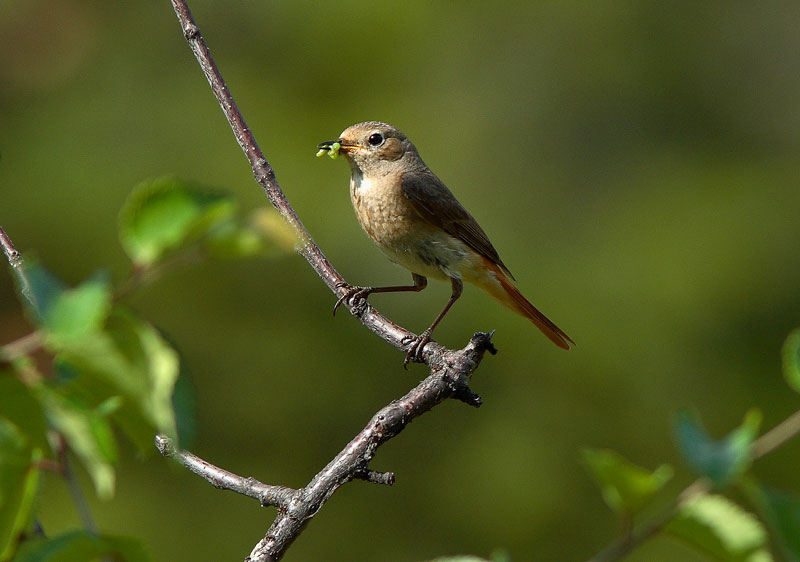 Lepp�lintu Phoenicurus phoenicurus