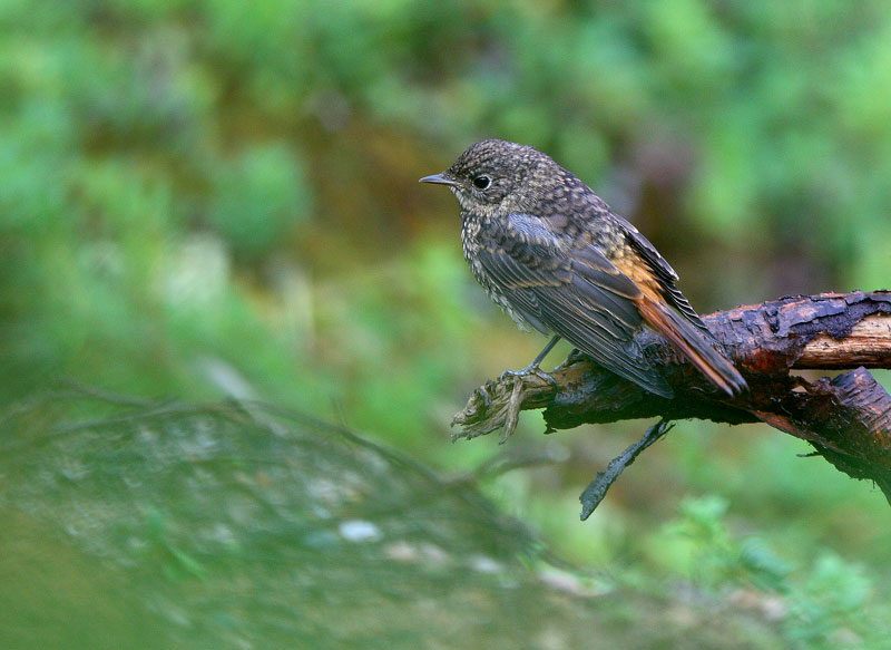 Lepp�lintu Phoenicurus phoenicurus