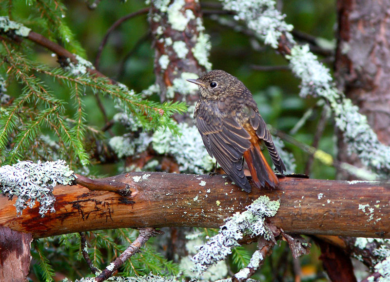 Lepp�lintu Phoenicurus phoenicurus