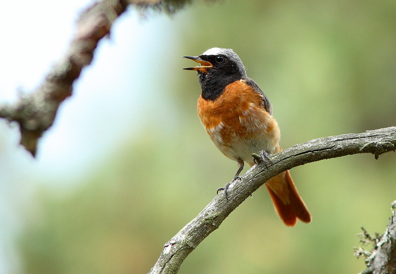 Lepp�lintu Phoenicurus phoenicurus