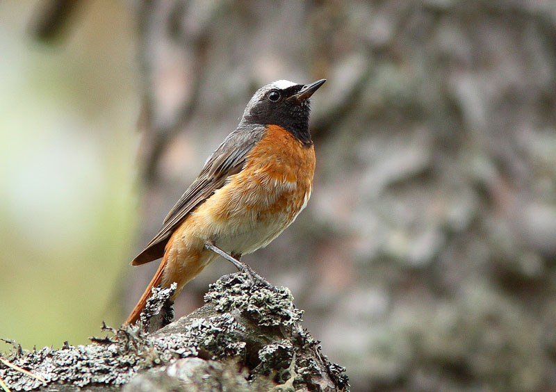 Lepp�lintu Phoenicurus phoenicurus