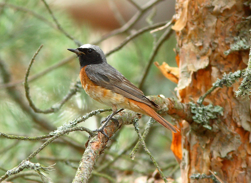Lepp�lintu Phoenicurus phoenicurus