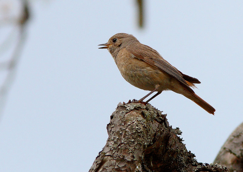 Lepp�lintu Phoenicurus phoenicurus