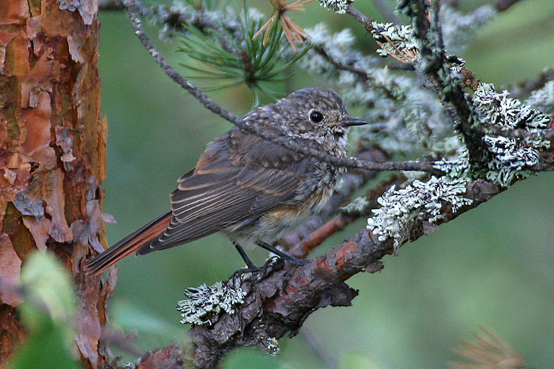 Lepp�lintu Phoenicurus phoenicurus