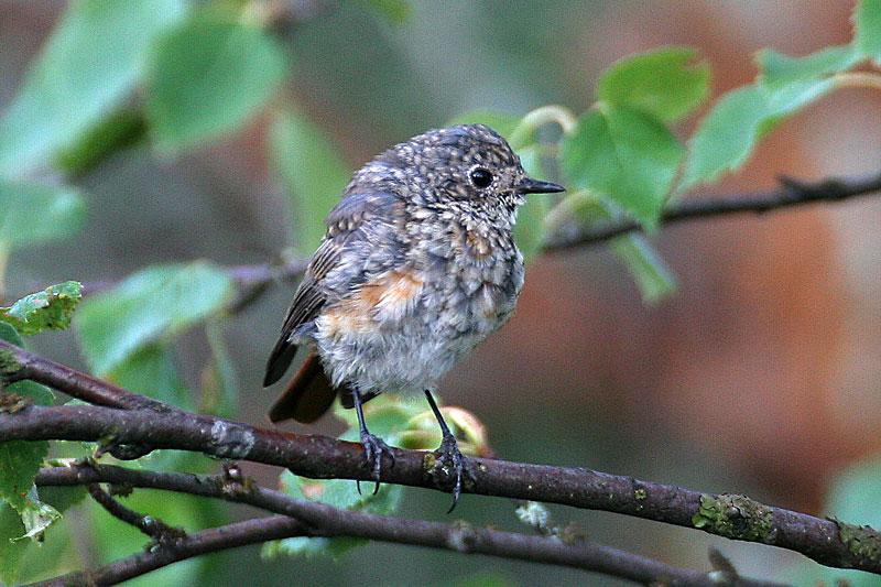Lepp�lintu Phoenicurus phoenicurus