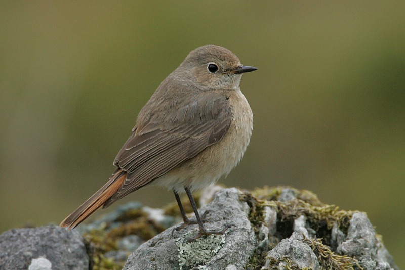 Lepp�lintu Phoenicurus phoenicurus
