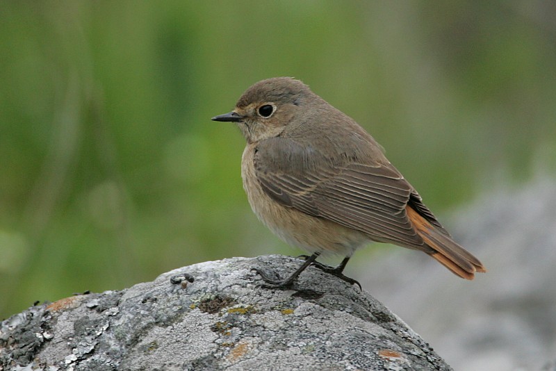 Lepp�lintu Phoenicurus phoenicurus
