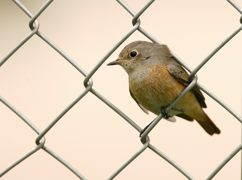 Lepp�lintu Phoenicurus phoenicurus