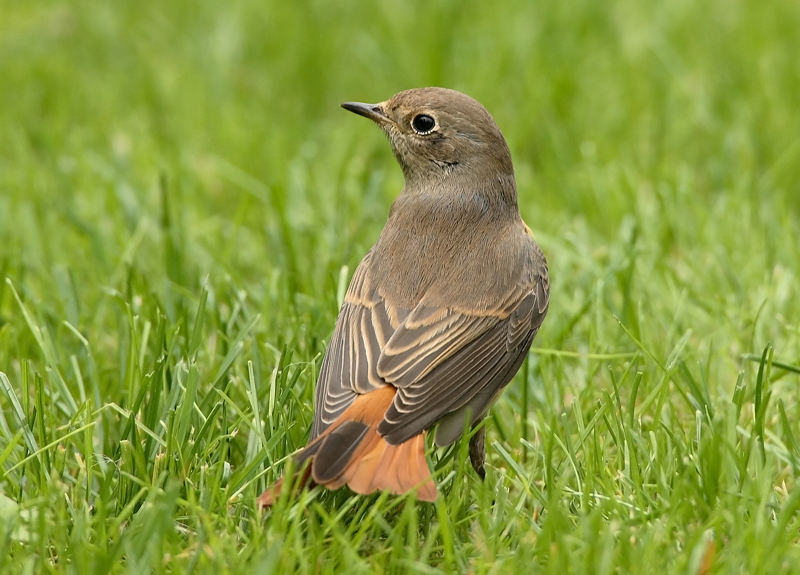 Lepp�lintu Phoenicurus phoenicurus
