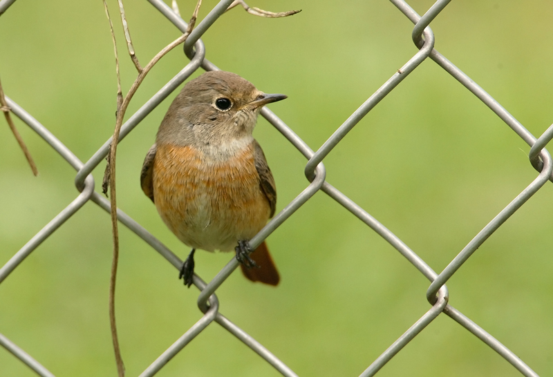 Lepp�lintu Phoenicurus phoenicurus