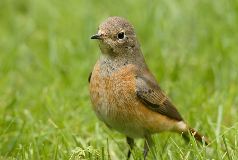 Lepp�lintu Phoenicurus phoenicurus
