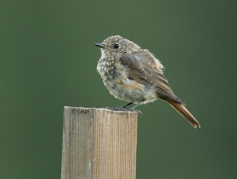 Lepp�lintu Phoenicurus phoenicurus