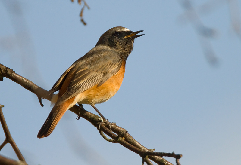 Lepp�lintu Common Redstart (Phoenicurus phoenicurus)