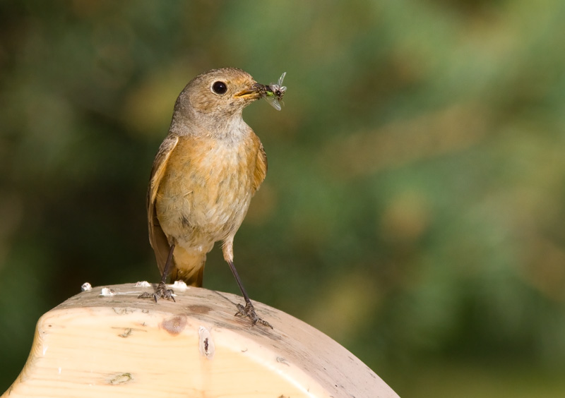 Lepp�lintu Common Redstart (Phoenicurus phoenicurus)